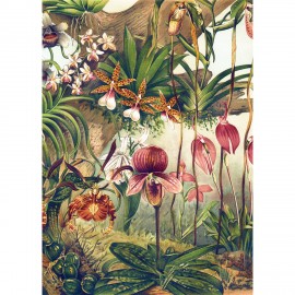 Affiche botanique orchidées The Dybdahl