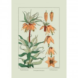 affiche botanique fleurs couronne imperiale the dybdahl