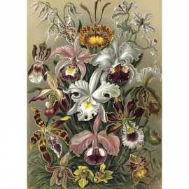 affiche bouquet d orchidees the dybdahl cypripedium