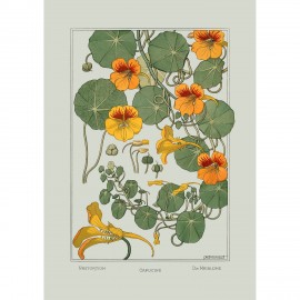 affiche fleurs vintage botanique capucine orange the dybdahl