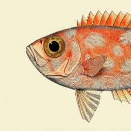 Affiche tête de poisson The Dybdalhl Spotted Orange Fich Head